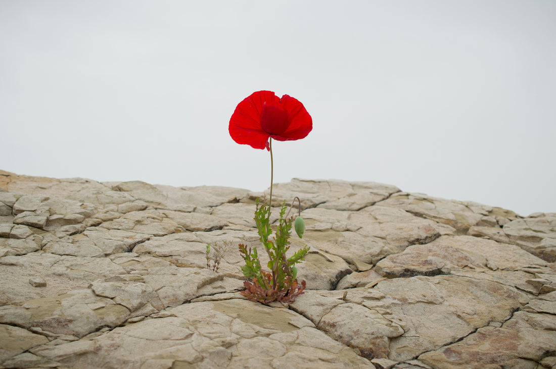 Growing Gently: Why the Small Things Matter More Than We Think